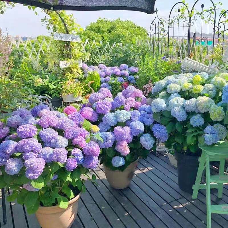 Outdoor Artificial Hydrangea Flowers💐(20cm)