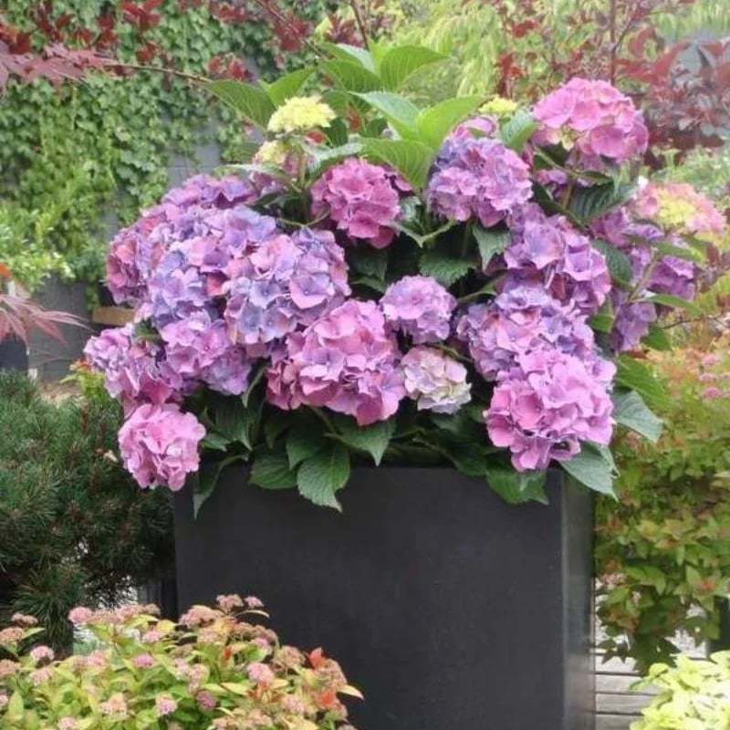Outdoor Artificial Hydrangea Flowers💐(17cm