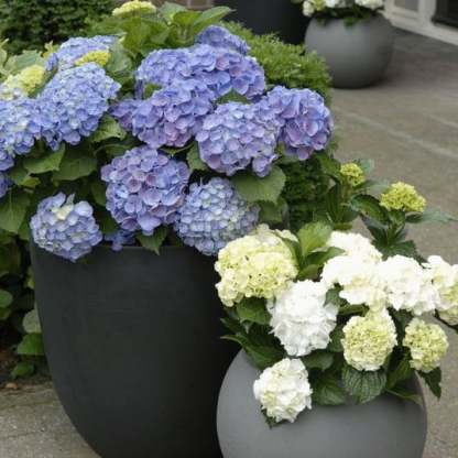 Outdoor Artificial Hydrangea Flowers💐(20cm)