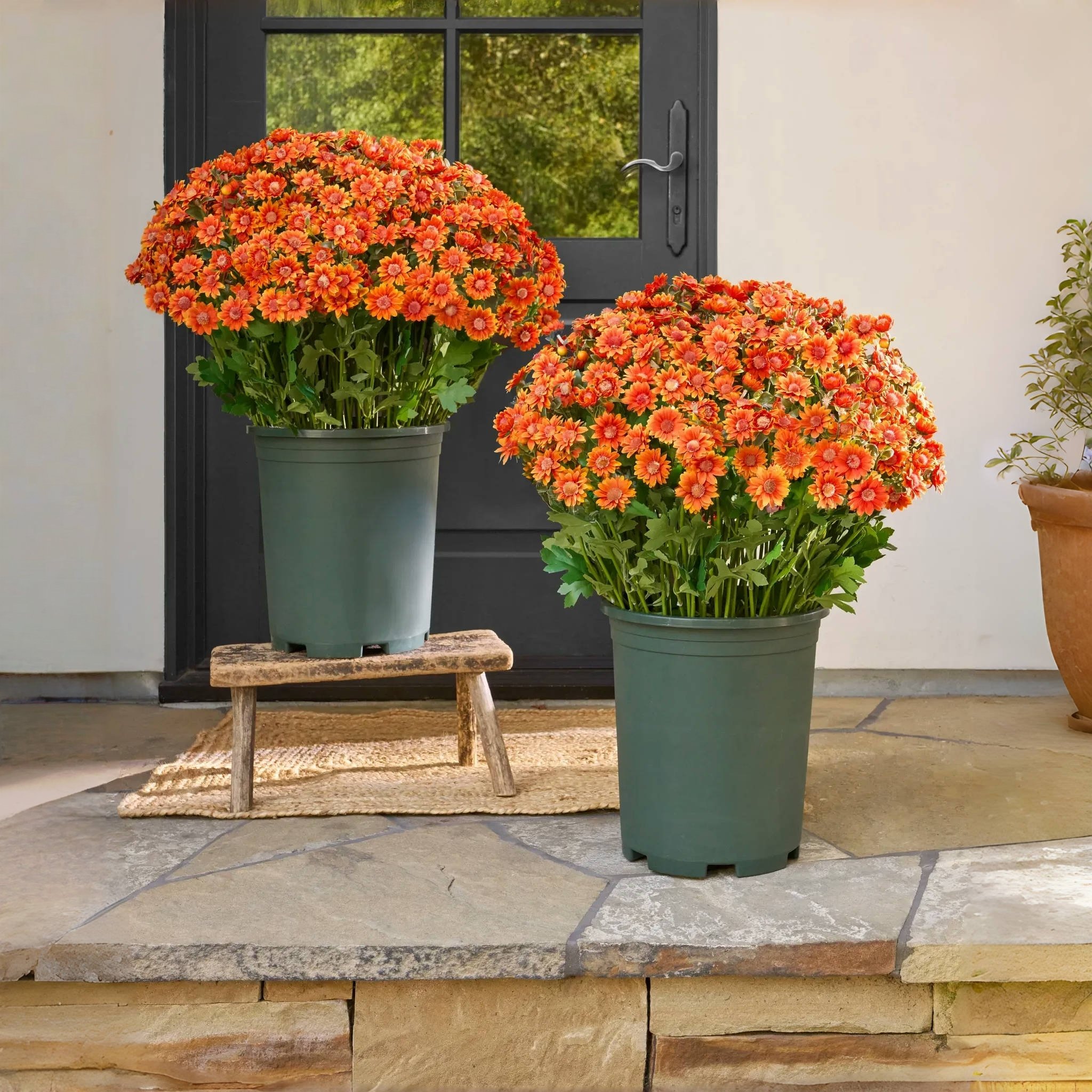 ⚡Artificial Outdoor Sunset Mums Flowers - UV resistant, Waterproof, Windproof