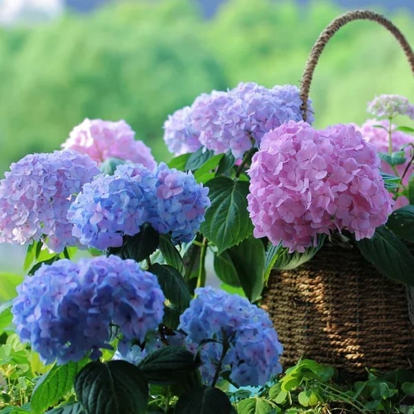 Outdoor Artificial Hydrangea Flowers💐(17cm