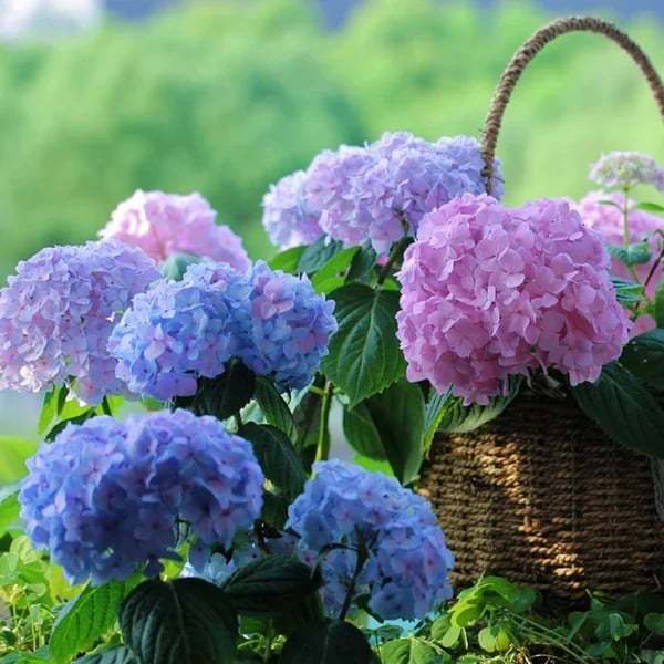 Outdoor Artificial Hydrangea Flowers💐(17cm