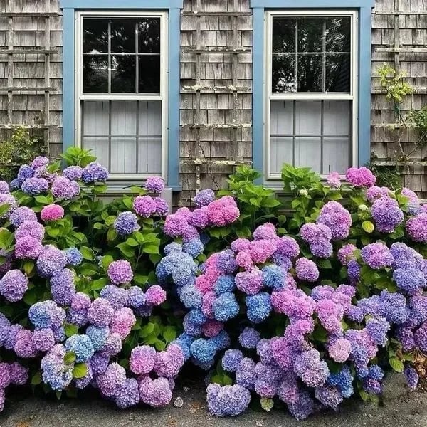 Outdoor Artificial Hydrangea Flowers💐(17cm
