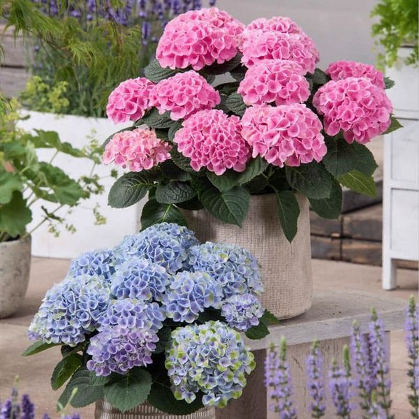 Outdoor Artificial Hydrangea Flowers💐(20cm)
