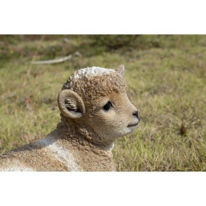 Baby Lamb Lying Down