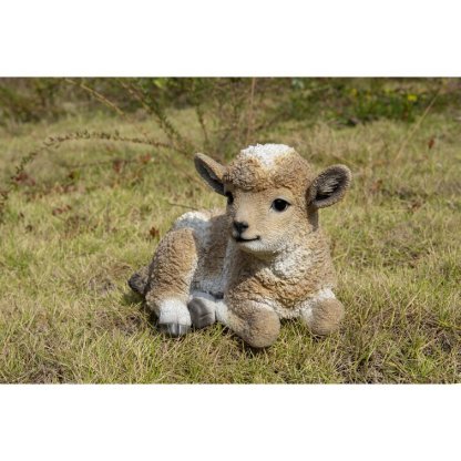 Baby Lamb Lying Down