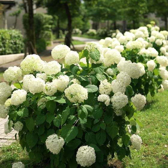 Outdoor Artificial Hydrangea Flowers💐(20cm)