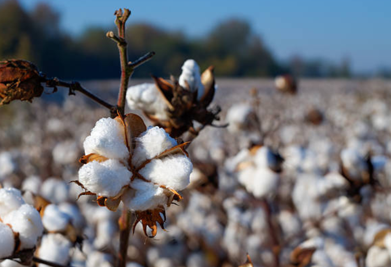 Pima Cotton Vs Regular Cotton: What You Need to Know？