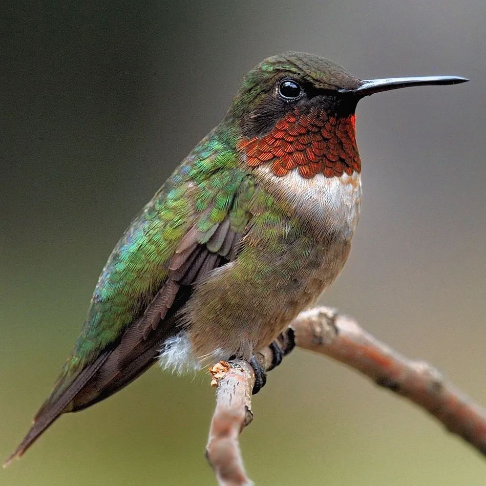 Handmade 3D Hummingbird Metal Statue | Metal Art | Hand Painted Art