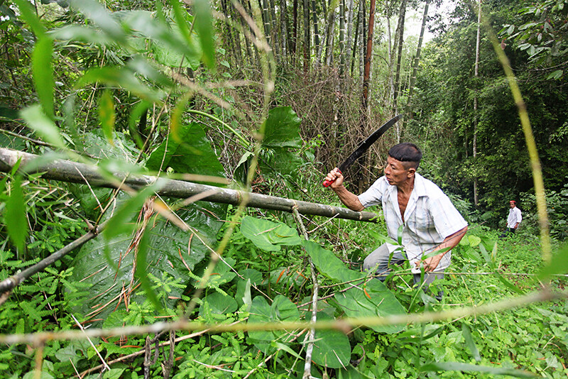 Bamboo Harvesting