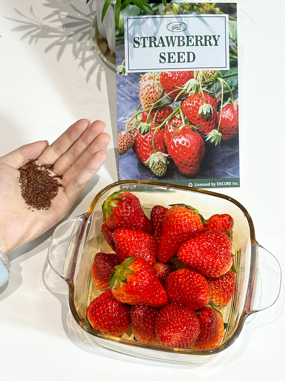 All-season Strawberry Seeds 🍓EverBloom Berries