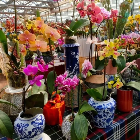 Lucky Seed Mix Pack -- Who Will Get the Rare Orchid Seeds and Make Them Bloom? 🌸🍀