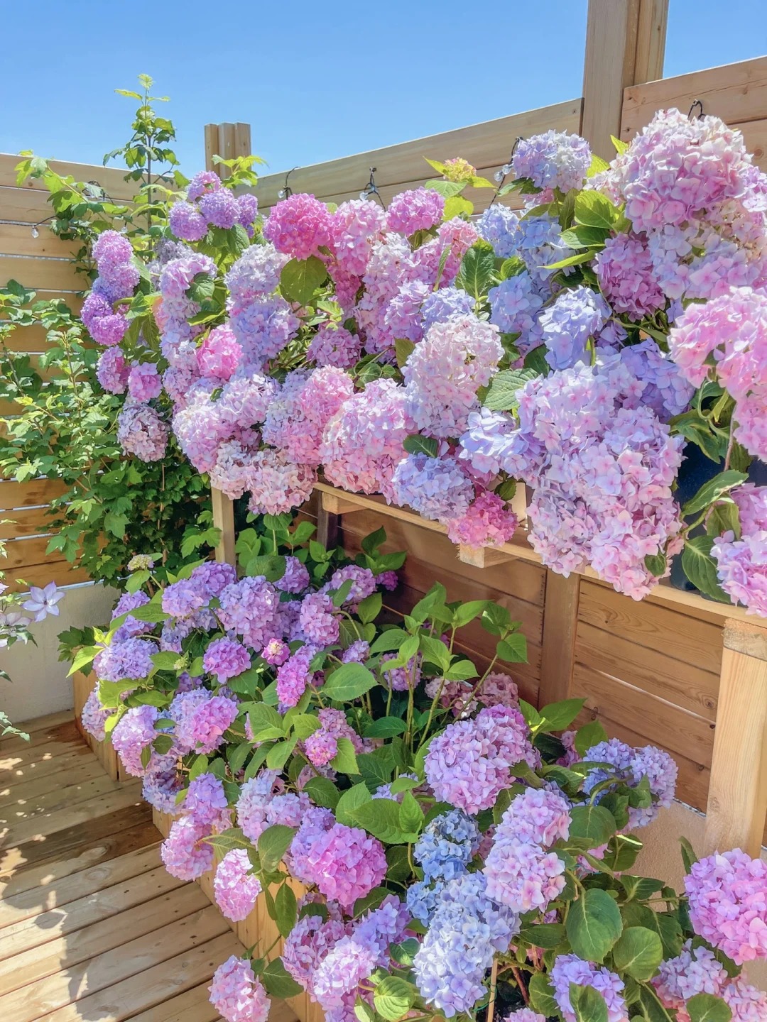 HYDRANGEA SEED BONSAI FLOWER SEEDS HYDRANGEA PERENNIAL GARDEN HOME