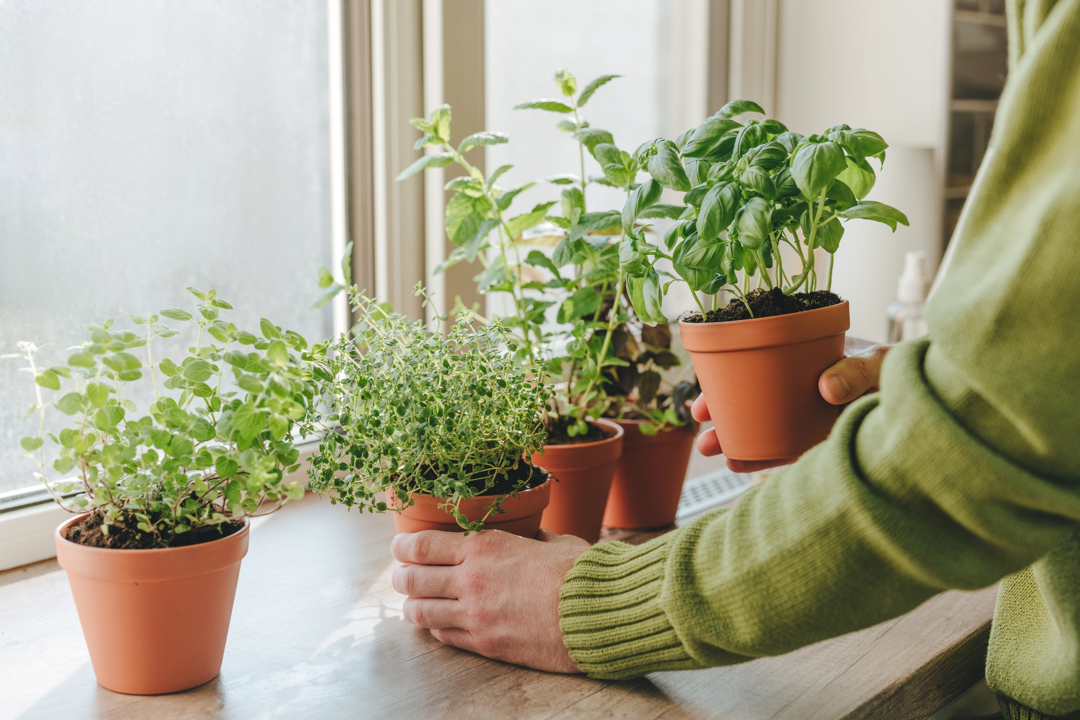 Indoor Gardening: Growing Herbs & Greens Inside | Kings Seeds ...