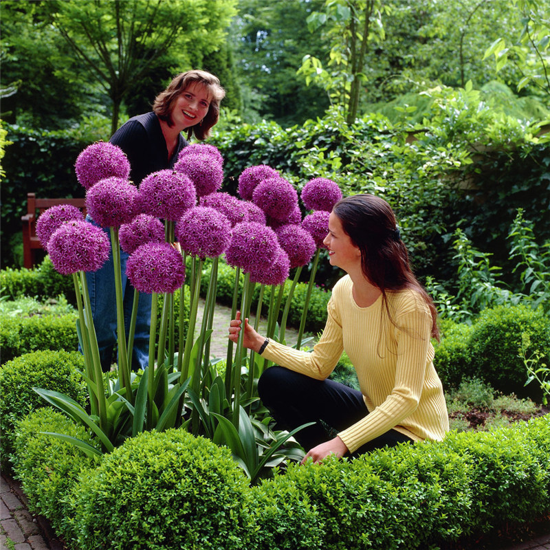 Enchanting Giant Allium Flower Seeds