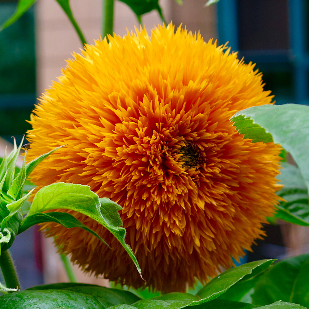 Teddy Bear Sunflower