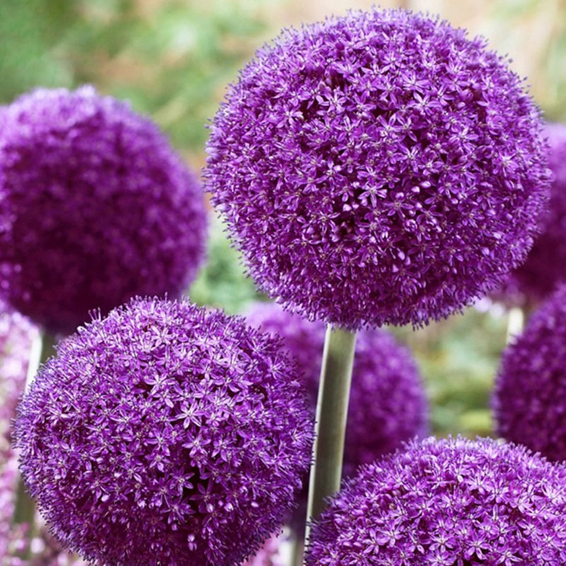 Enchanting Giant Allium Flower Seeds