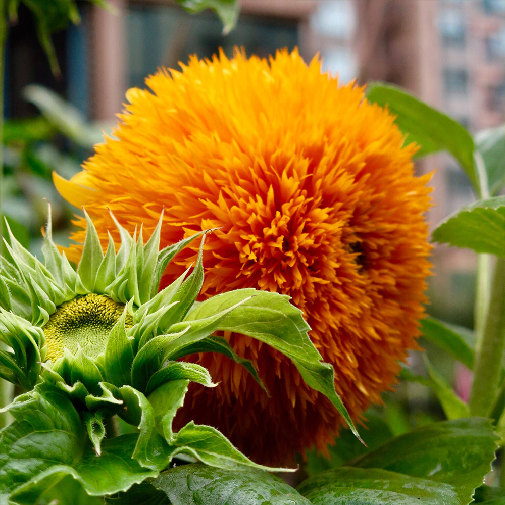 Teddy Bear Sunflower