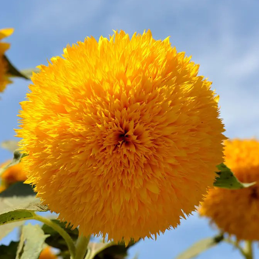 Teddy Bear Sunflower