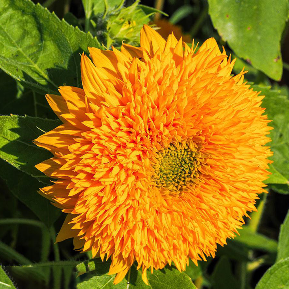 Teddy Bear Sunflower