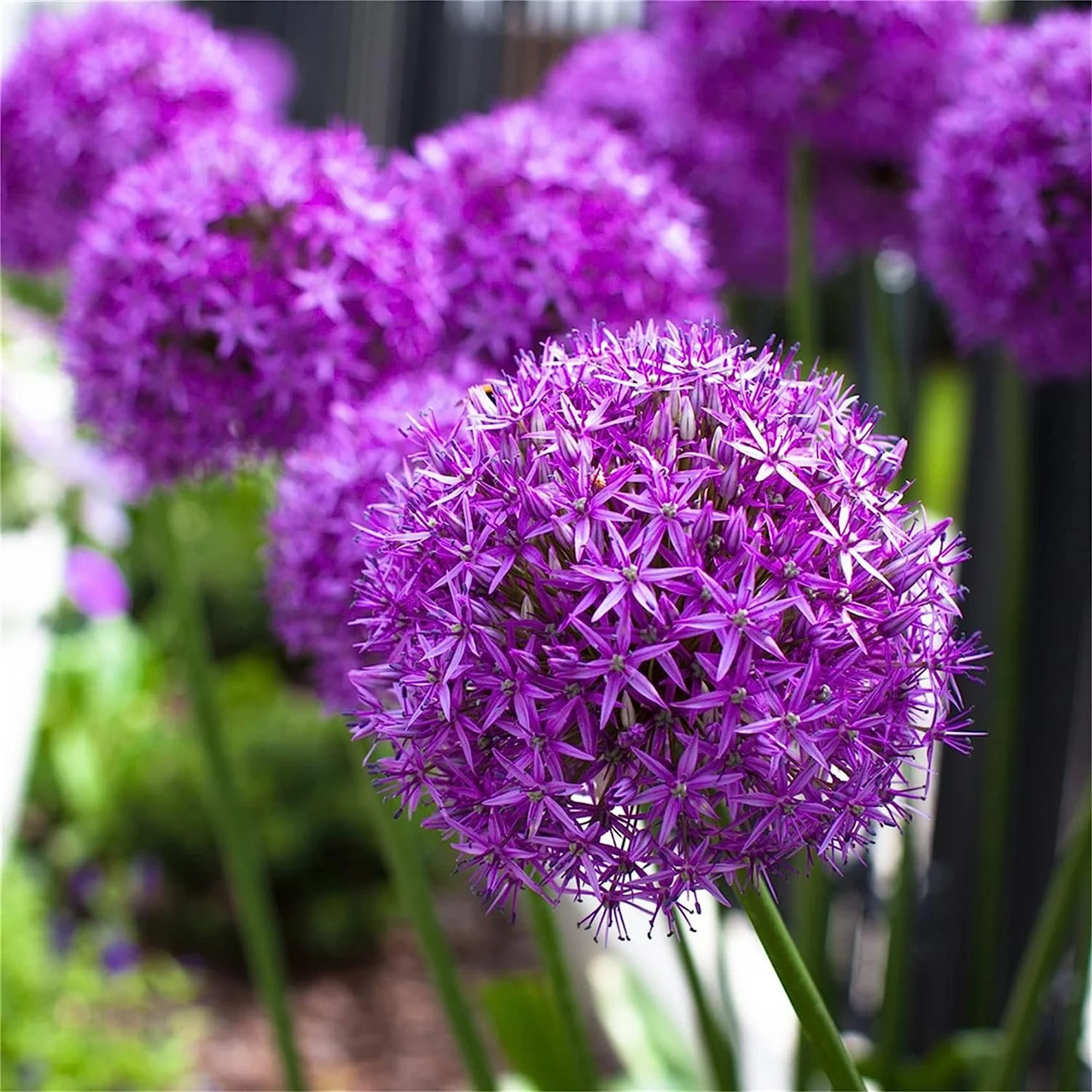 Enchanting Giant Allium Flower Seeds