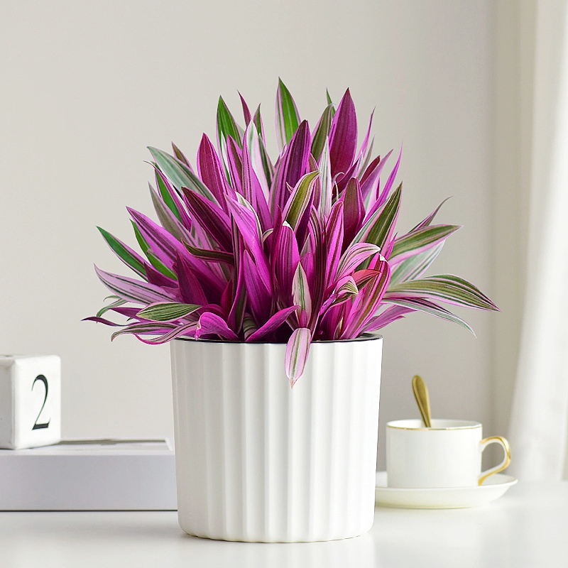 🎁Last Day 70% OFF💜 Purple Queen - Moses in The Cradle Plant 🌱