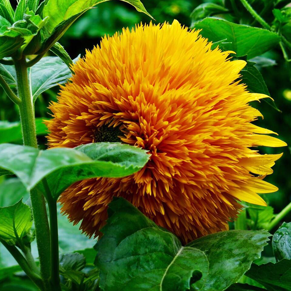 Teddy Bear Sunflower