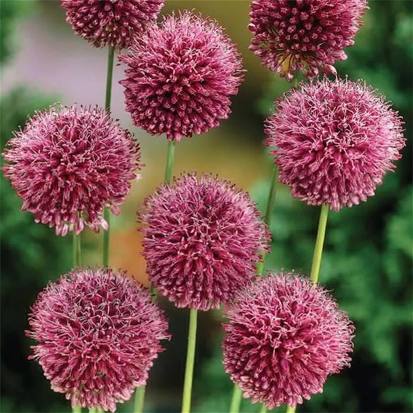 Enchanting Giant Allium Flower Seeds