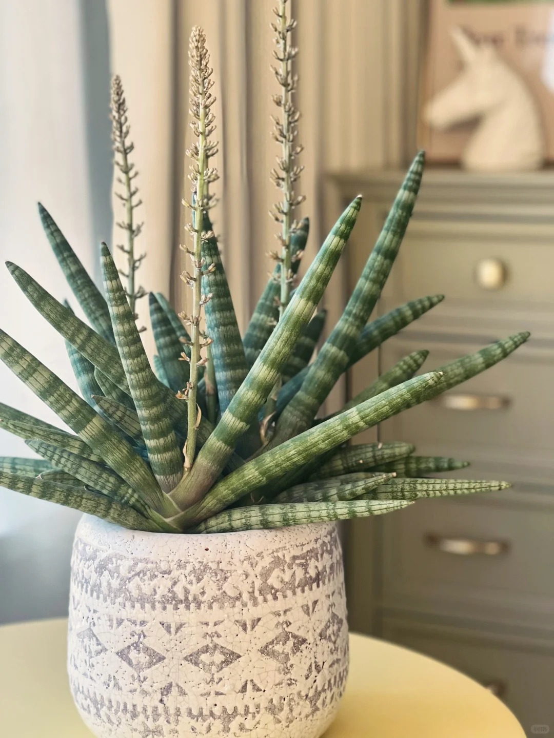 Sansevieria Boncel Variegated | Uncover a Rare and Unusual Plant