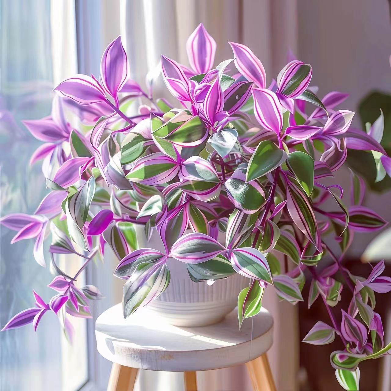 🎁Last Day 70% OFF🌿 Purple Heart Plant — Easy Care & Stunning Color! 💜