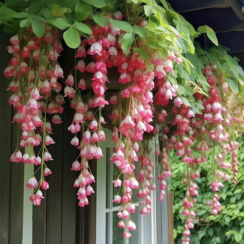 Síró Malus Spectabilis Borkh Seeds