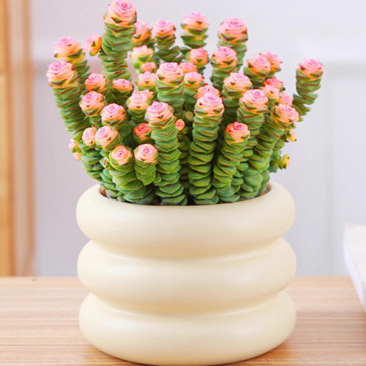 🎁Last Day 70% OFF🍃Crassula Perforata – String of Buttons🌿