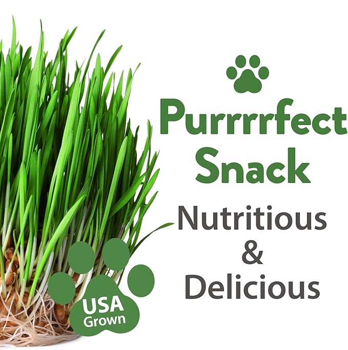 🔥Early Black Friday Get 60% OFF - 🌿Cat Grass - Thrives in Both Water and Soil🐈100% Organic, Non GMO, Local. Grown in The US.