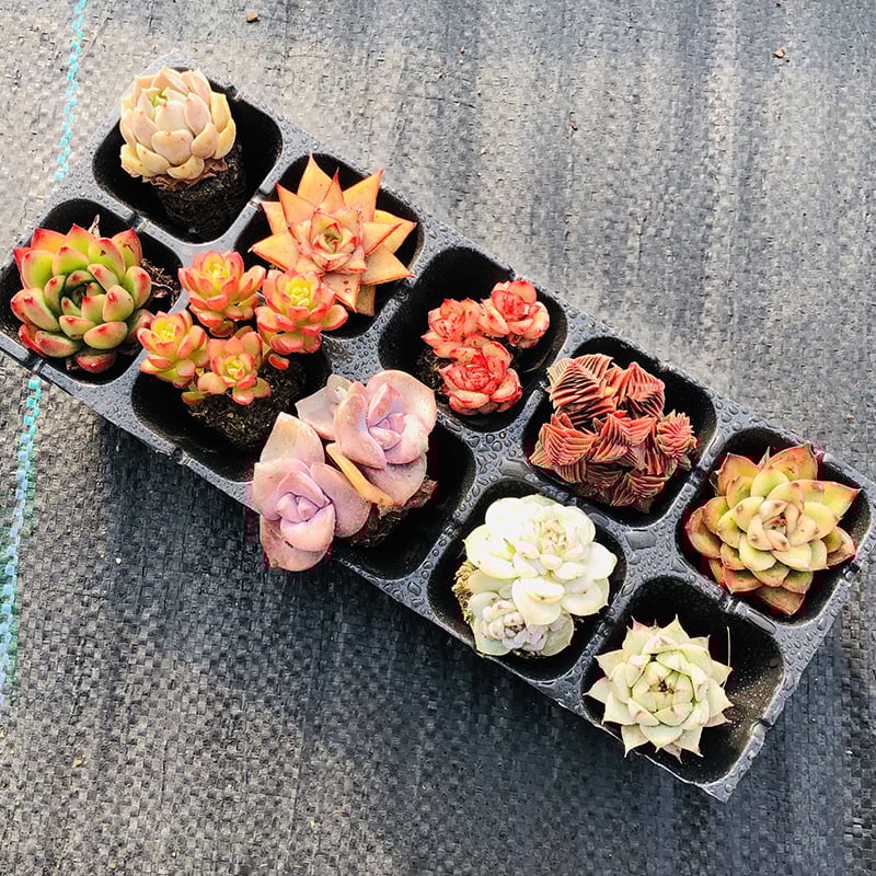 🎁Last Day 60% OFF🍃 Succulents Packages Available🌿100% Unique Varieties – No Duplicates Guaranteed!