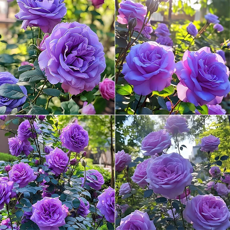 RARE PURPLE DREAM ROSE SEEDS