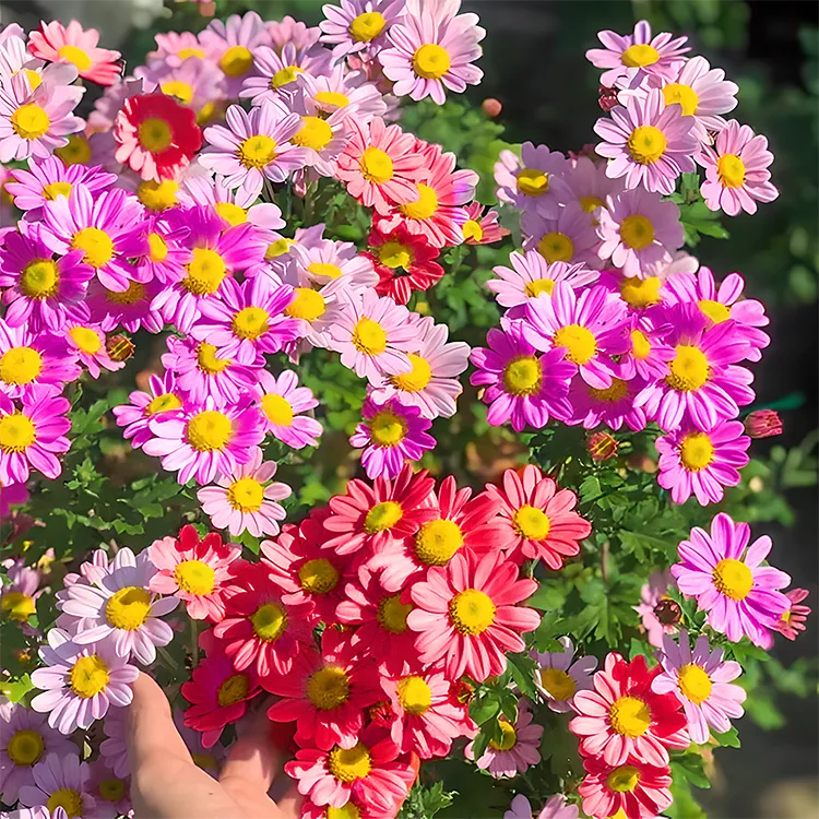 Pyrethrum mixed Perennial Flowers Seeds-Over 60 kinds mixed