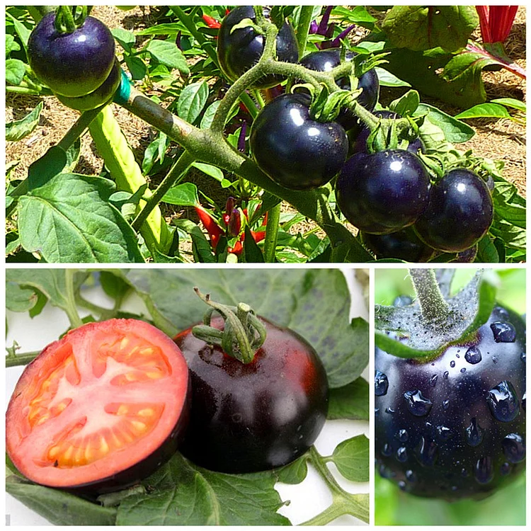 RARE BLACK TOMATO SEEDS
