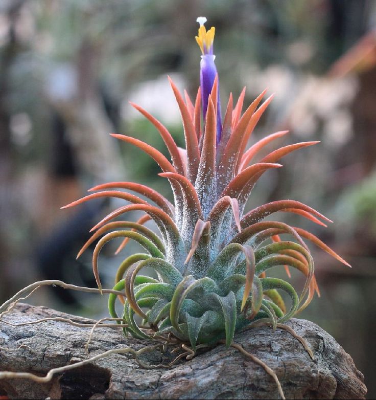 🎁Last Day 70% OFF🌿Rare Air Plant Seeds – No Soil Needed, Just Pure Magic!