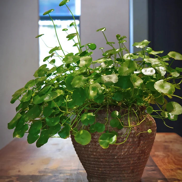 🍀Hydrocotyle Vulgaris Seeds-Copper Coin Grass