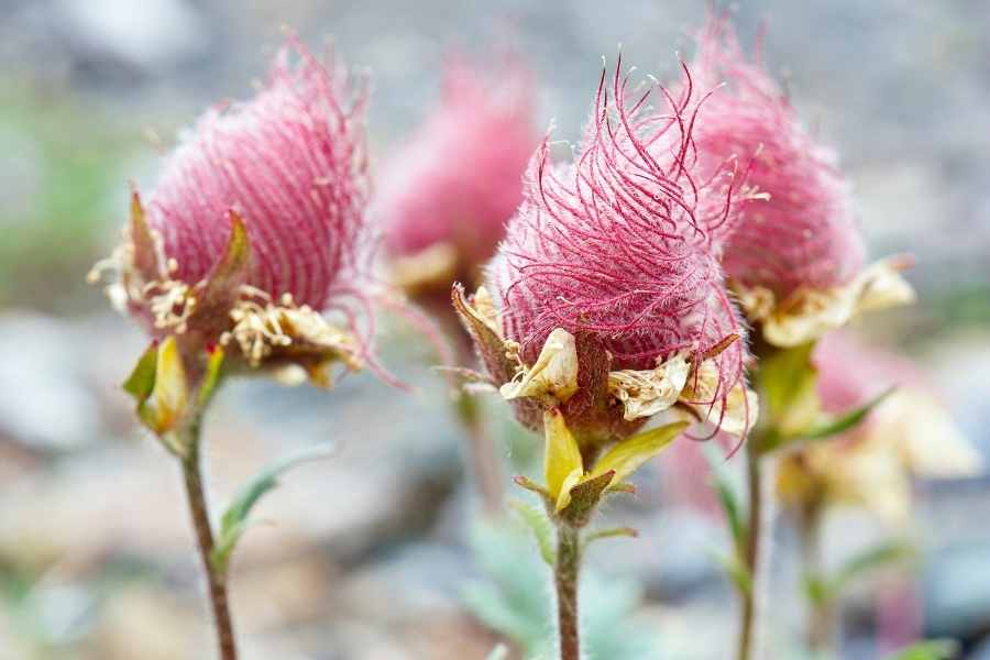 Prairie Smoke Flower Seeds