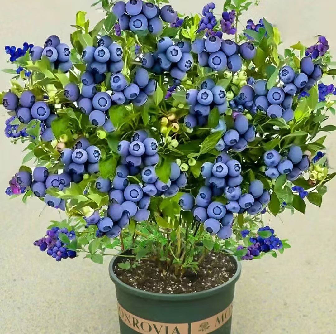 Giant Blueberry Fruit Seeds (20 Seeds a Pack)