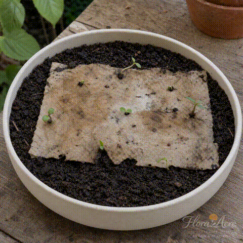 Plantable botanical cards growing demonstration