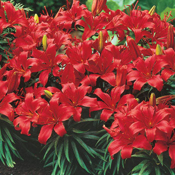 Lush Farm Carpet Border Lily