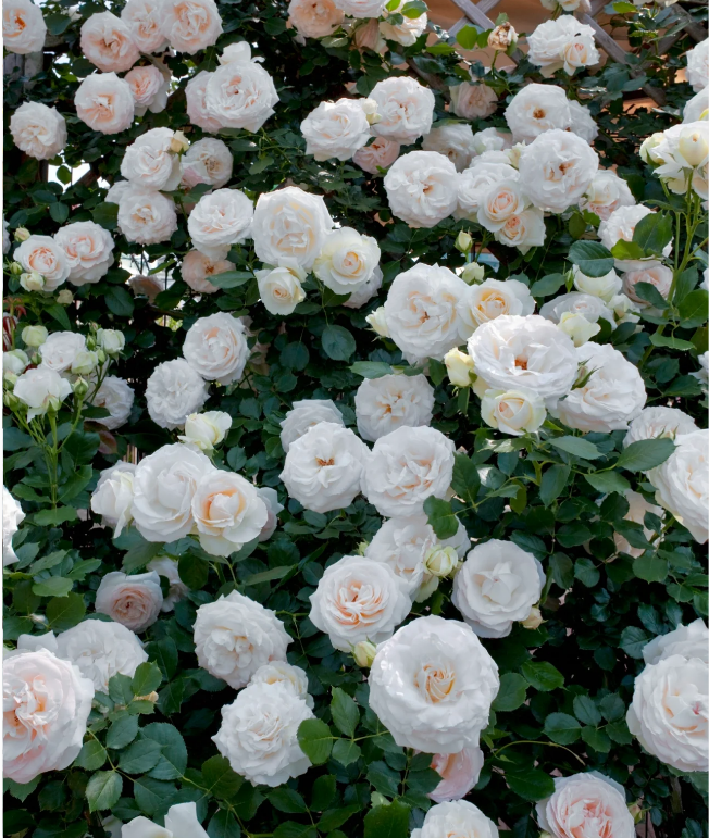 Garden Climbing Rose Flower Seeds