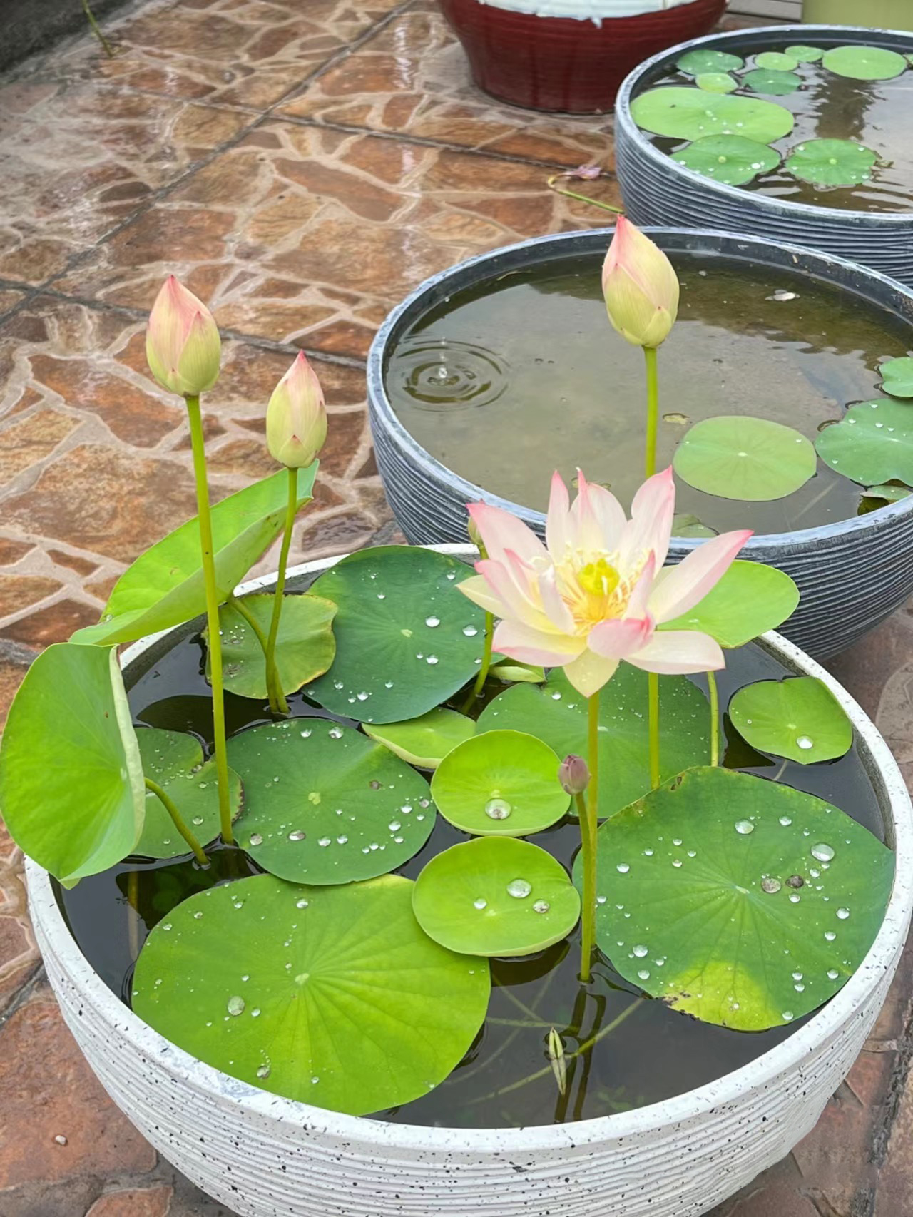 Lótus Florindo
