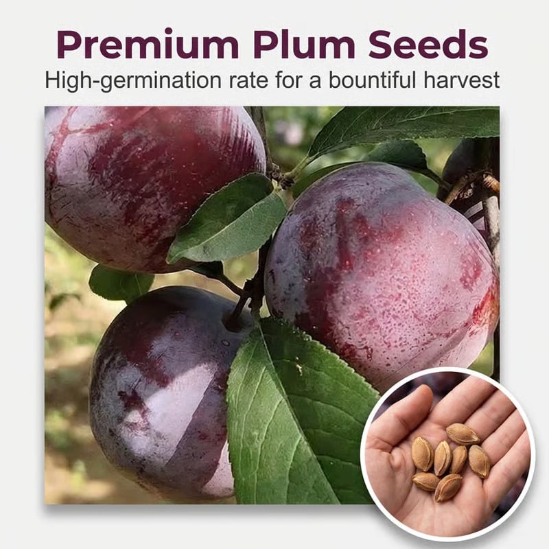⏰VIP Shipping Today Only⏰🍑Heirloom Non-GMO Grafted Plum Tree Seeds