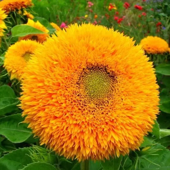 Teddy Bear Sunflower – Your Garden’s Radiant All-Season Charm 🌻