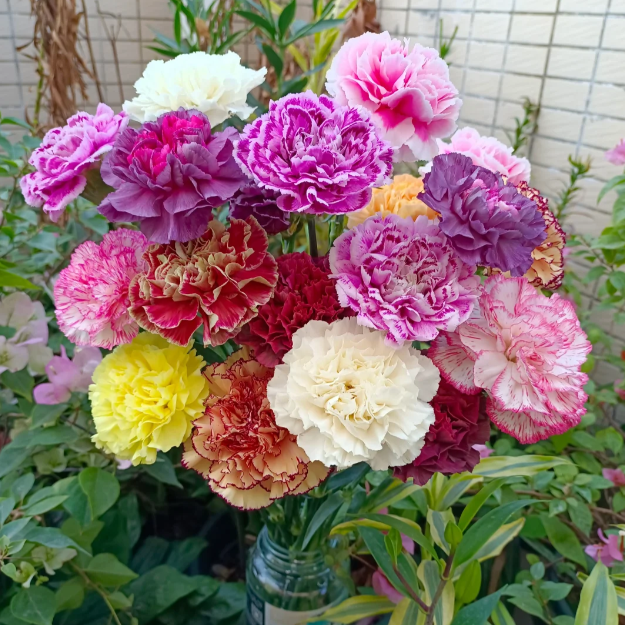 🌹MULTICOLOR CARNATION SEEDS