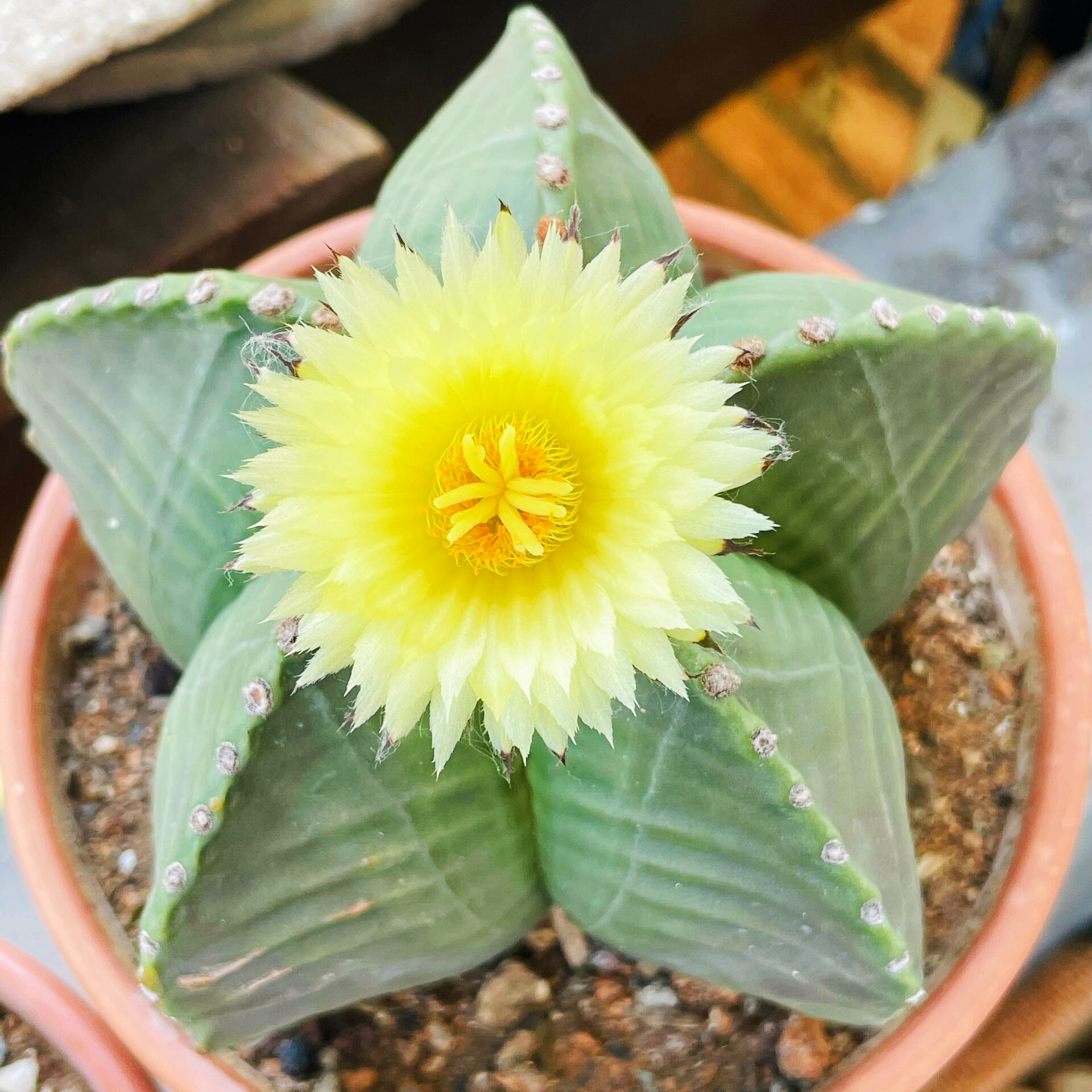 Last Day 70% OFF🌵Astrophytum myriostigma – A Star Blooms and Purifies Your Air ✨🌸