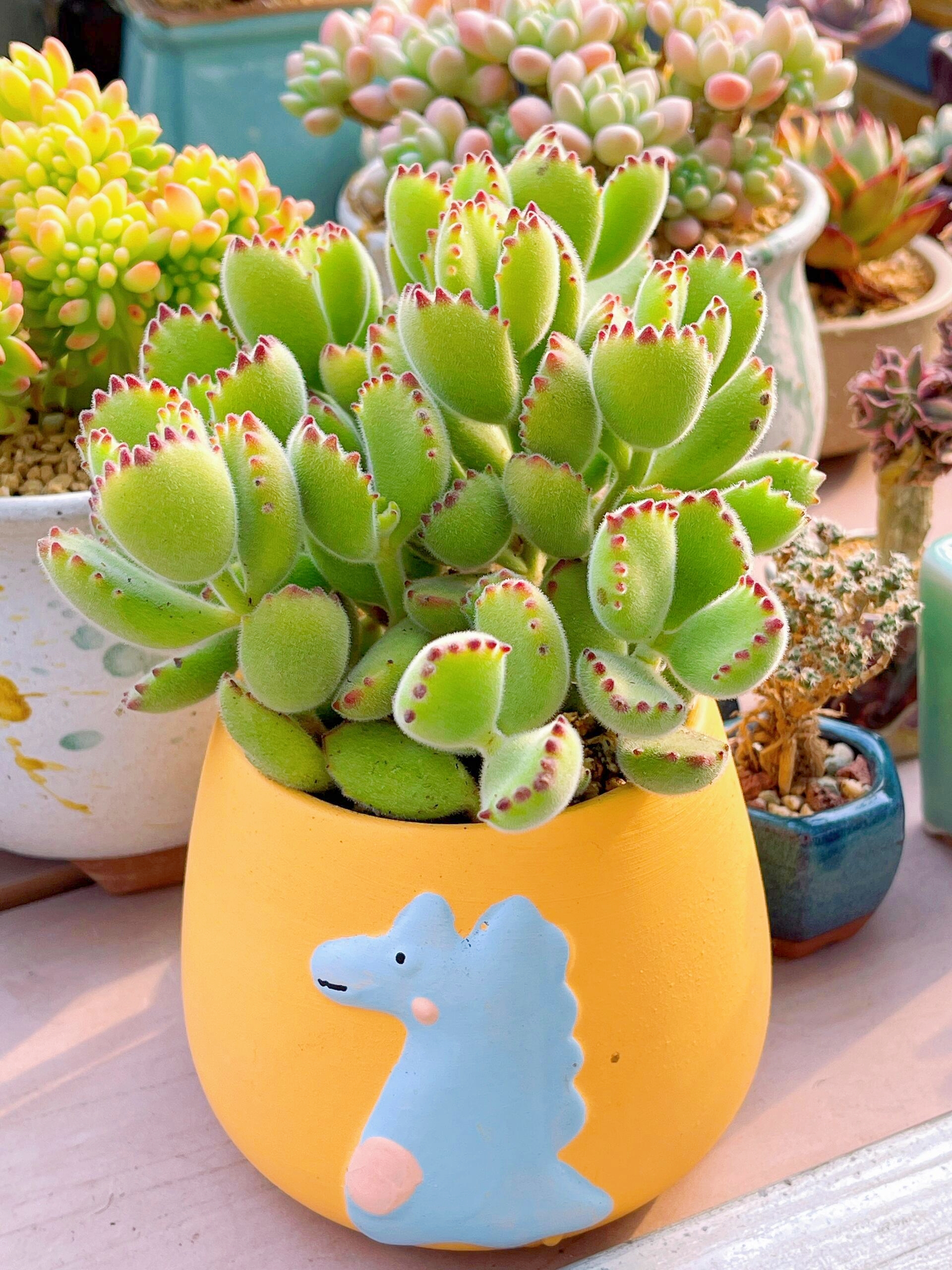 🎁Last Day 70% OFF🪴Bear Paw Succulent — Unique Look & Colorful Charm! 🐾